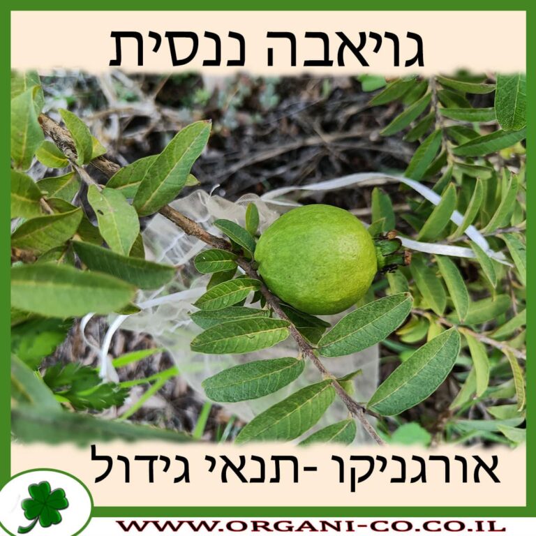 גויאבה ננסית גויאבה ננסית תנאי גידול