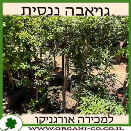 גויאבה ננסית 25 ליטר למכירה - מחיר