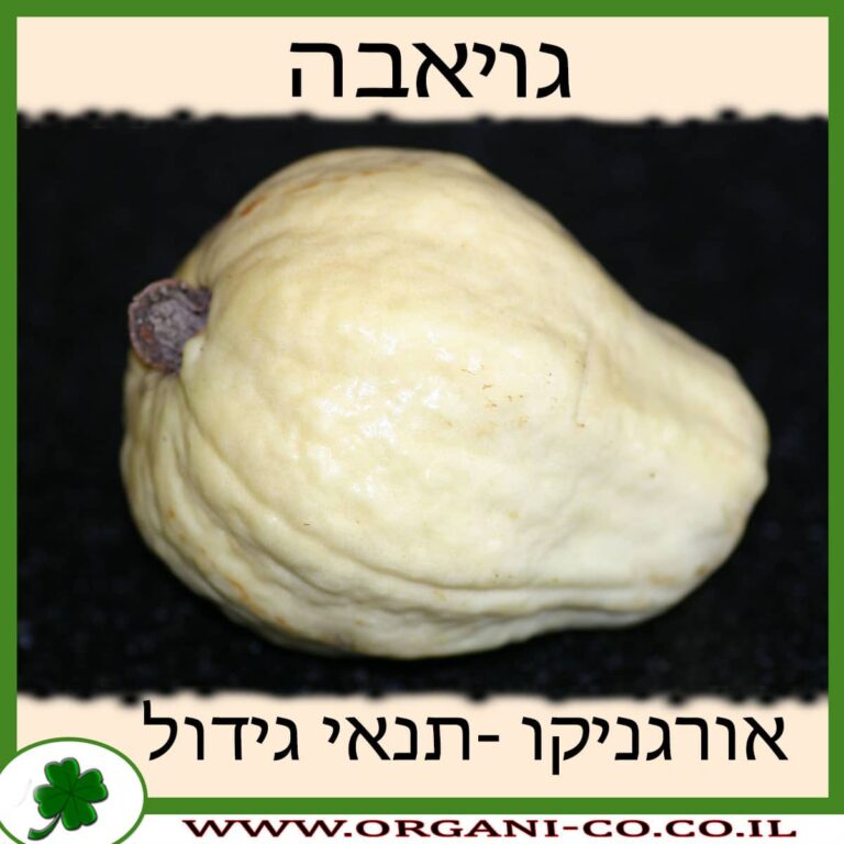 גויאבה גויאבה זנים שונים