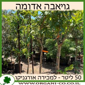 גויאבה אדומה 50 ליטר למכירה - מחיר