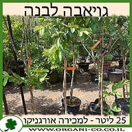 גויאבה לבנה 25 ליטר למכירה - מחיר