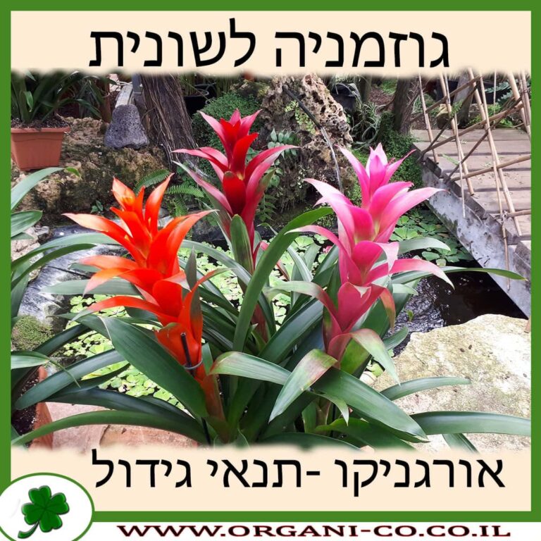 גוזמניה לשונית גוזמניה לשונית