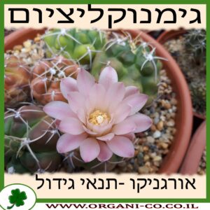 גימנוקליציום גידול צמח