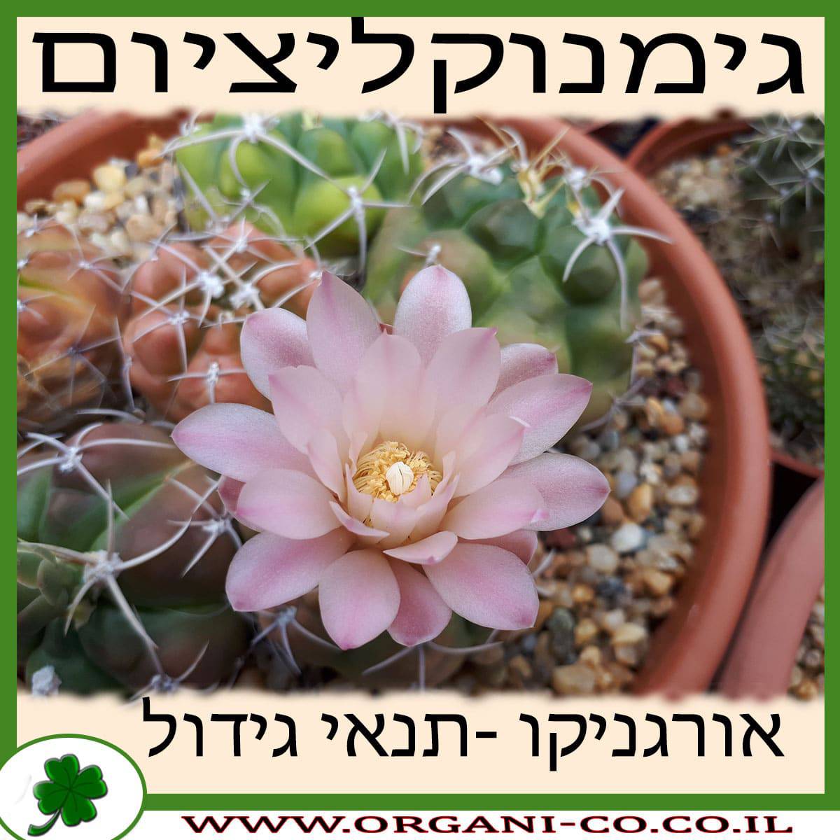 גימנוקליציום גידול צמח