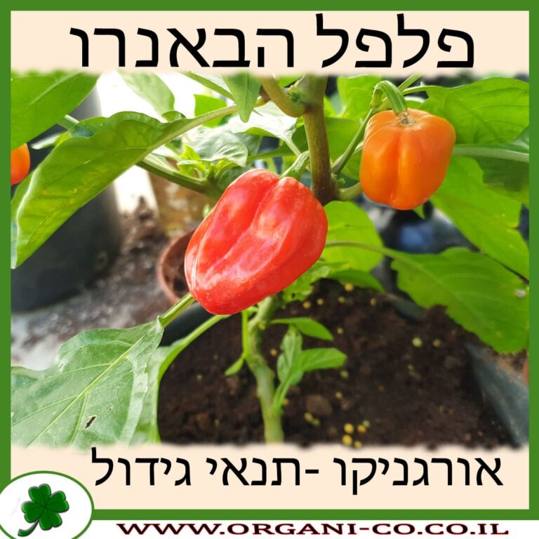 פלפל הבאנרו פלפל הבאנרו גידול צמח