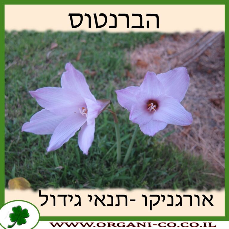 הברנתוס