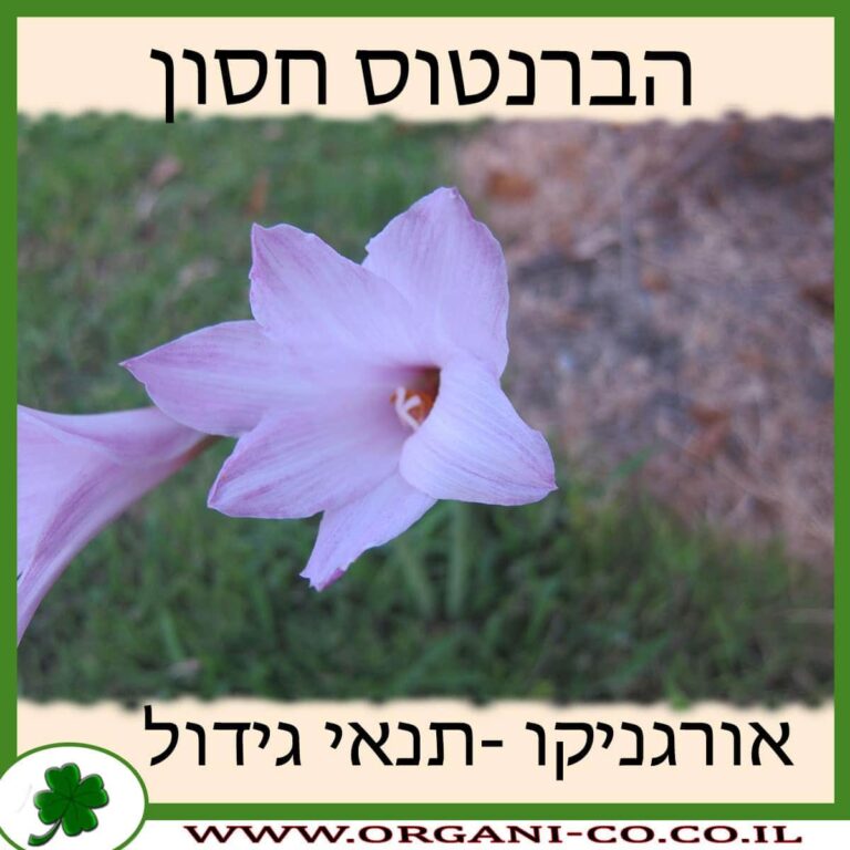 הברנטוס חסון