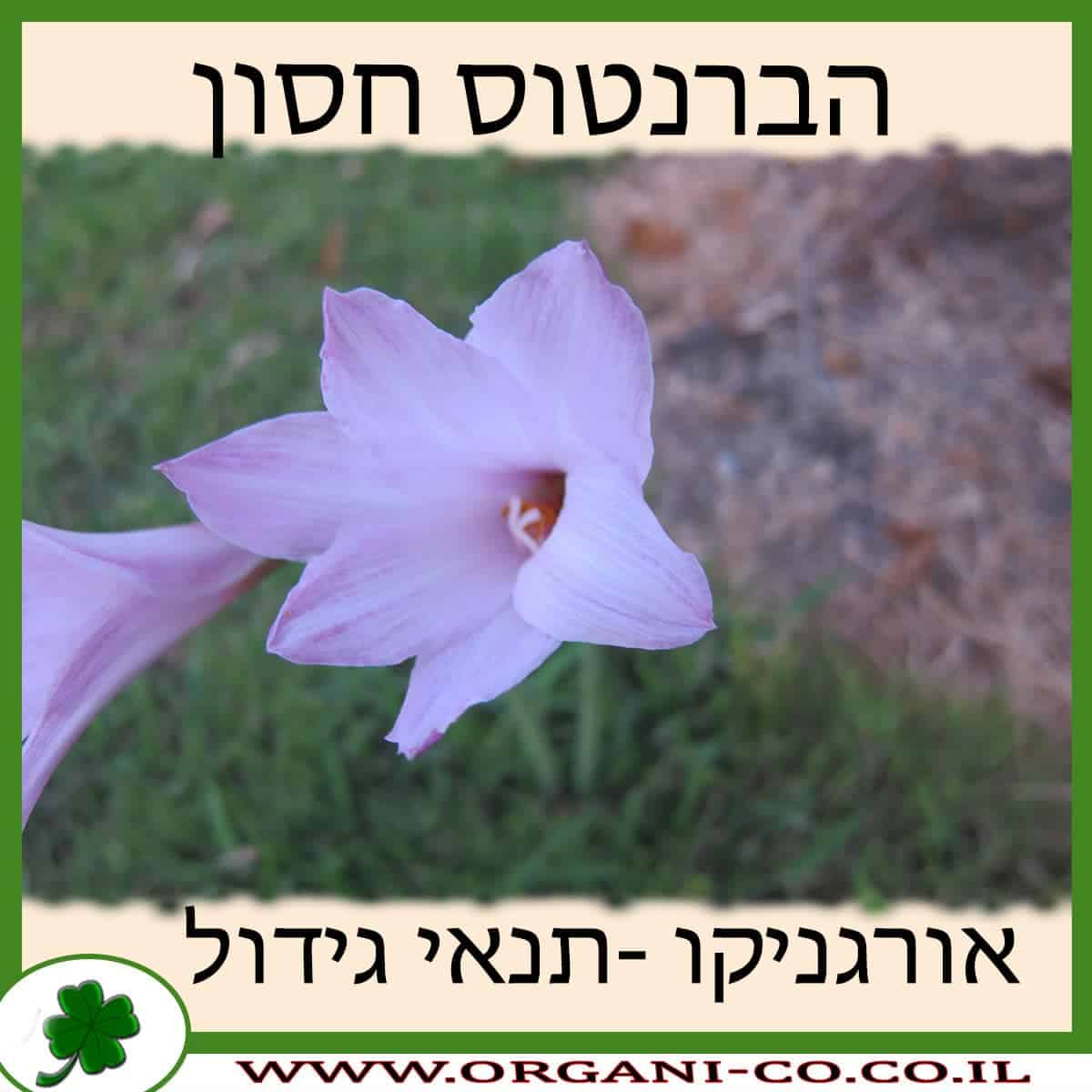 הברנטוס חסון