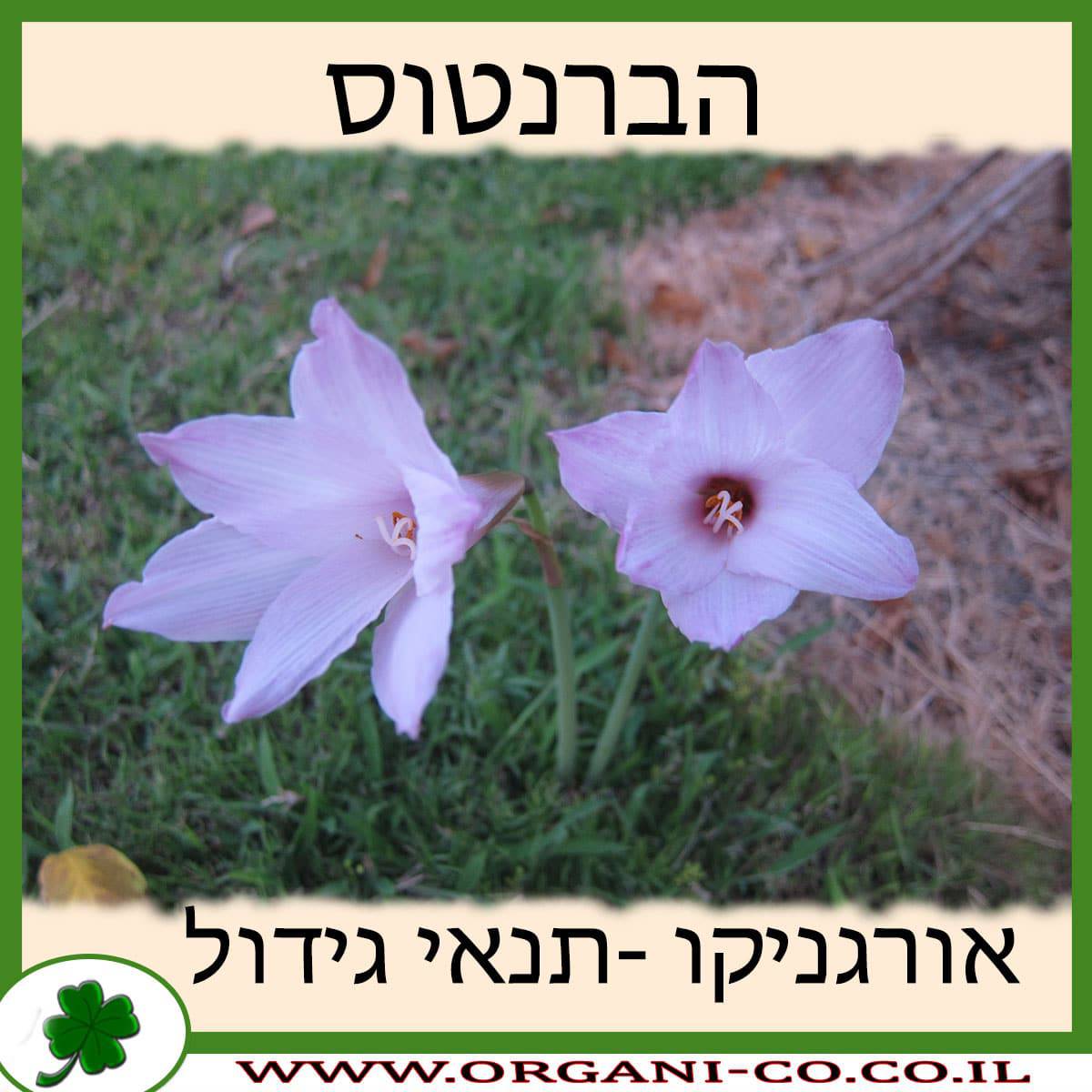 הברנתוס