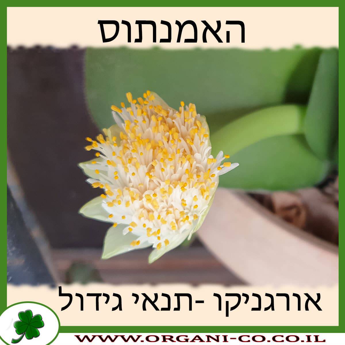 האמנתוס