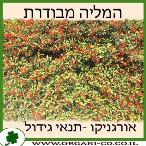 המליה מבודרת