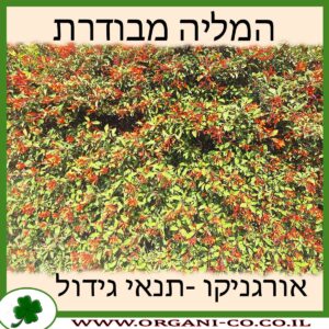 המליה מבודרת