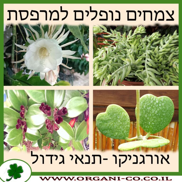 צמחים נופלים למרפסת