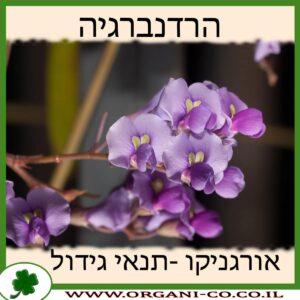 הרדנברגיה