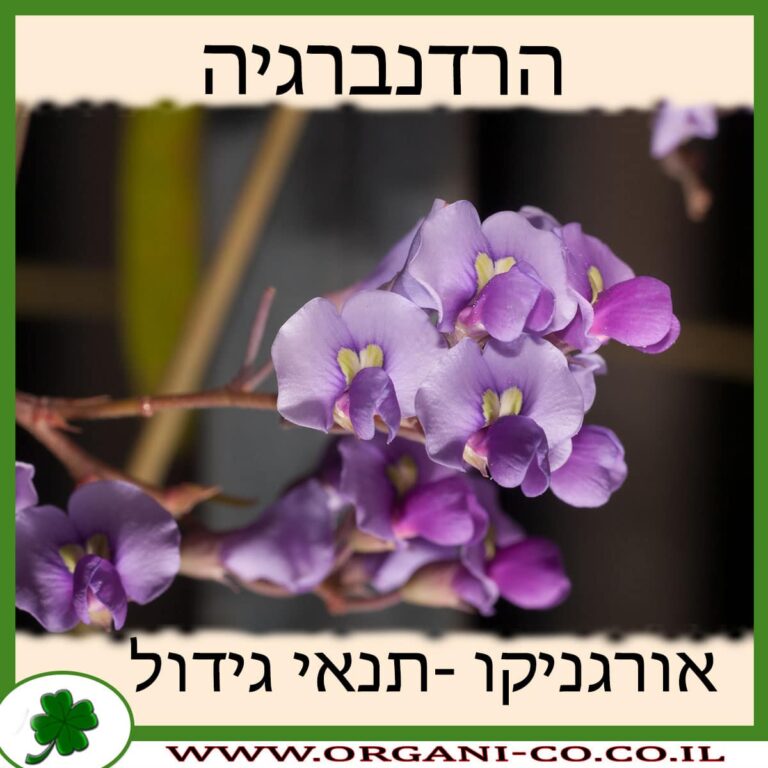 הרדנברגיה הרדנברגיה
