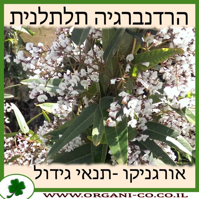 הרדנברגיה תלתלנית הרדנברגיה תלתלנית