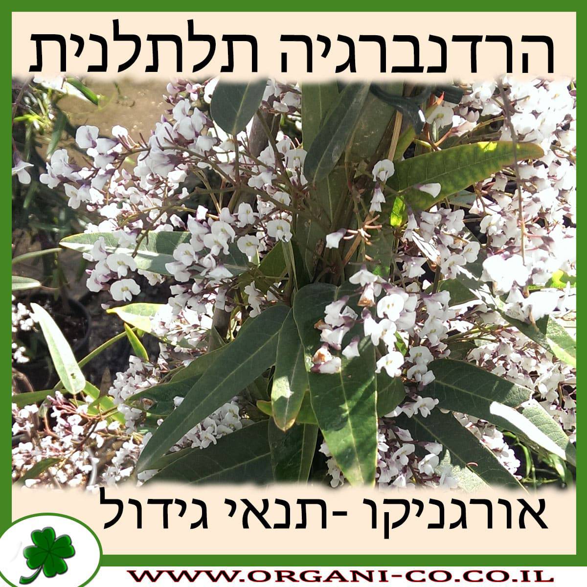 הרדנברגיה תלתלנית