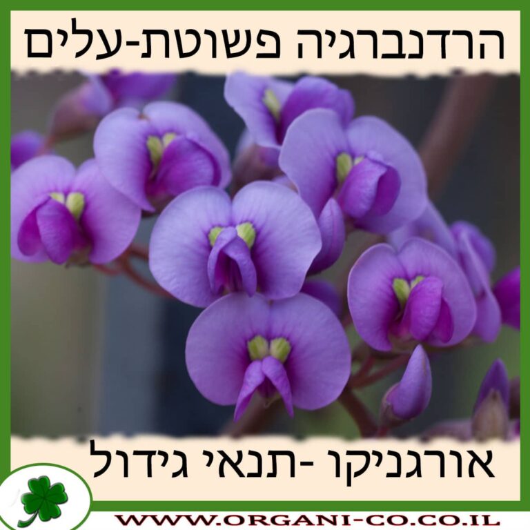הרדנברגיה פשוטת-עלים