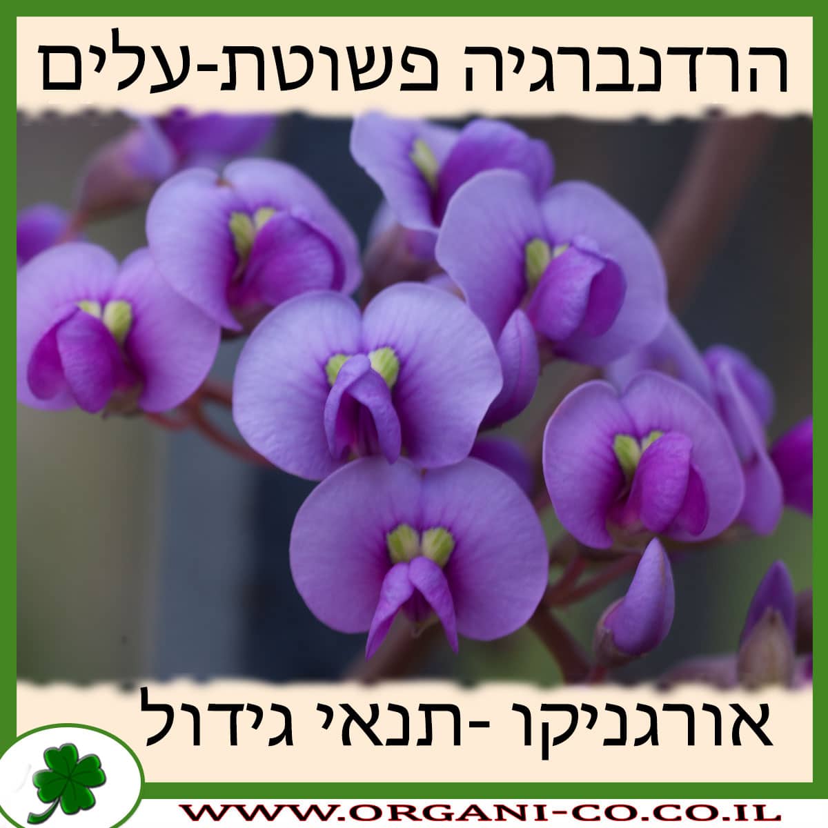 הרדנברגיה פשוטת-עלים