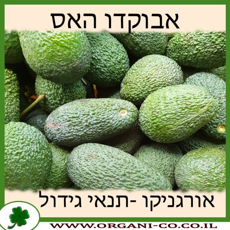 אבוקדו האס אבוקדו האס