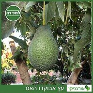 עץ אבוקדו האס למכירה - מחיר