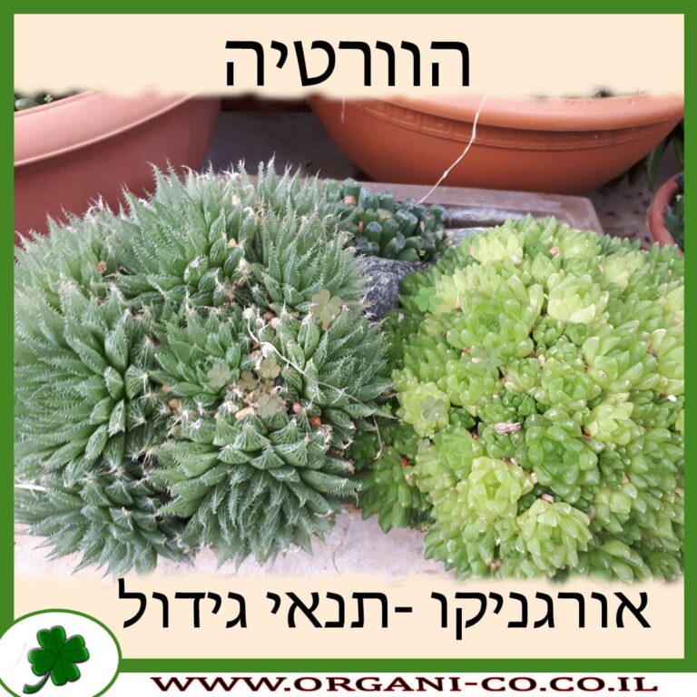 הוורטיה הוורטיה