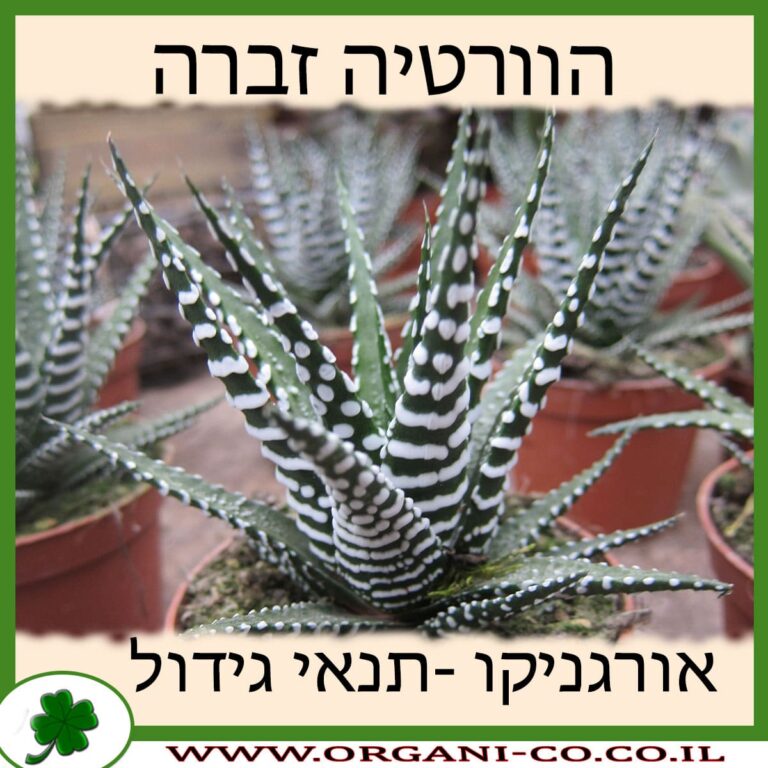הוורטיה זברה הוורטיה זברה