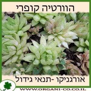 הוורטיה קופרי