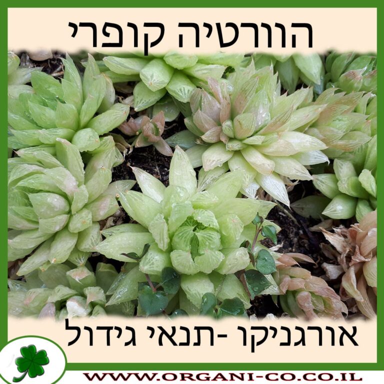 הוורטיה קופרי הוורטיה קופרי