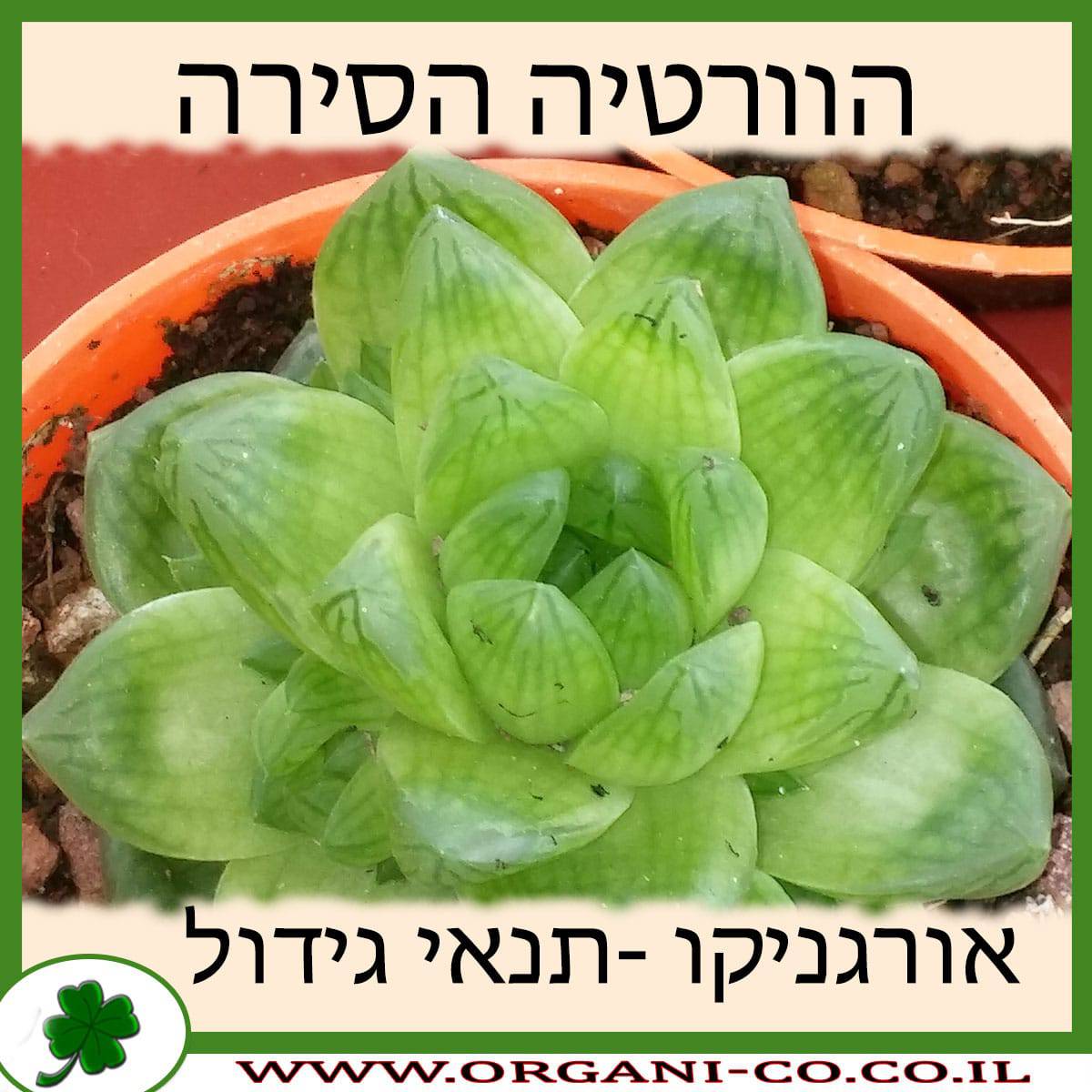 הוורטיה הסירה