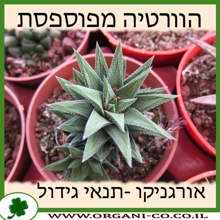הוורטיה מפוספסת הוורטיה מפוספסת