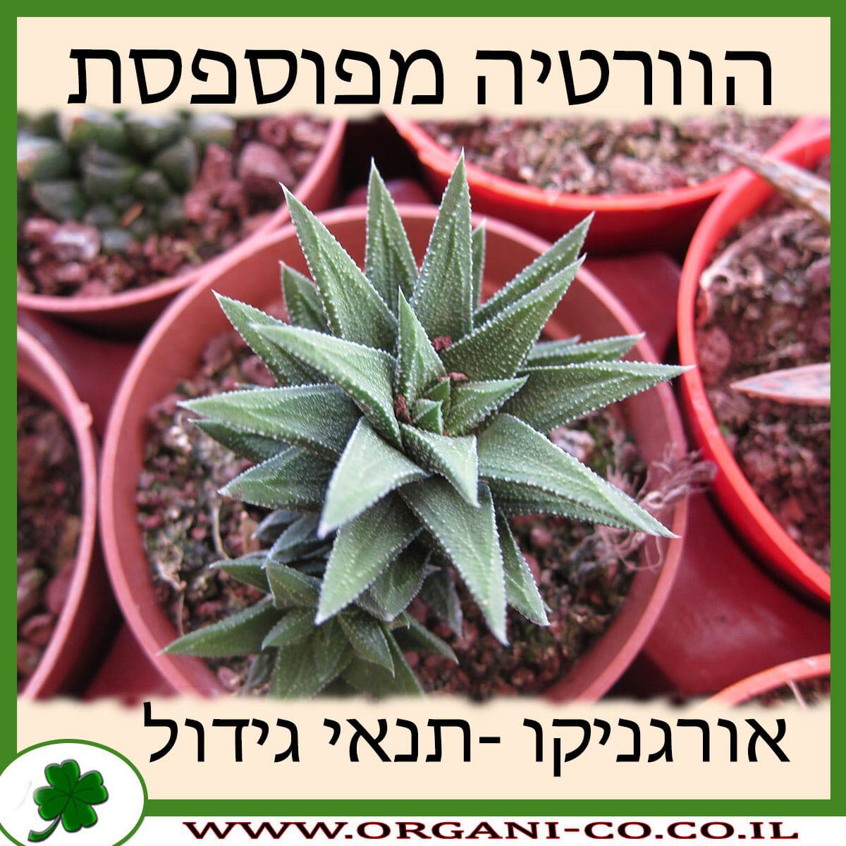 הוורטיה מפוספסת
