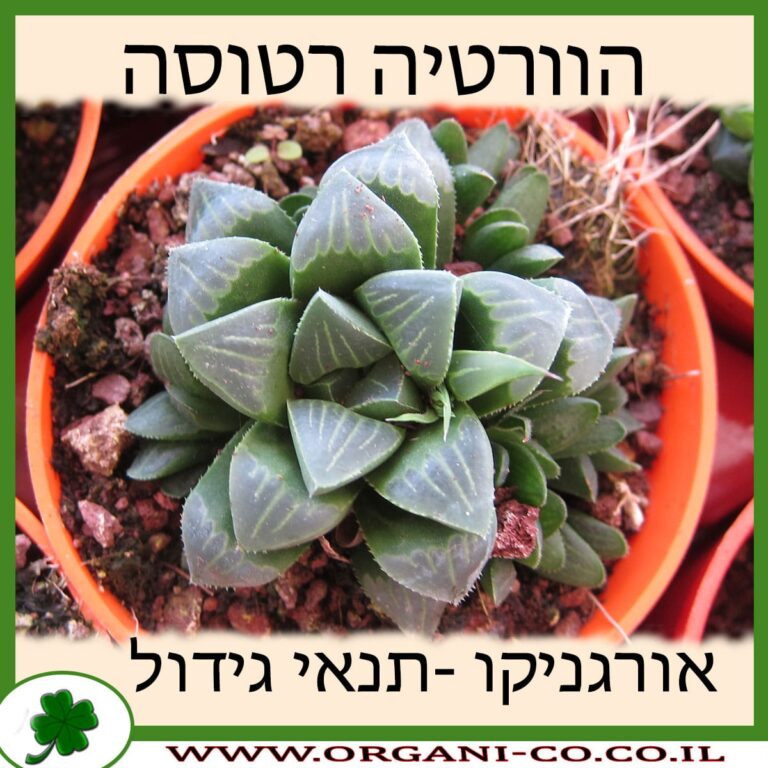 הוורטיה רטוסה הוורטיה רטוסה