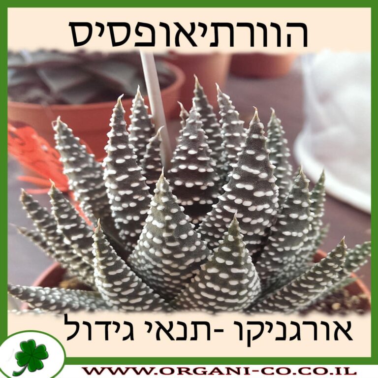 הוורתיאופסיס הוורתיאופסיס