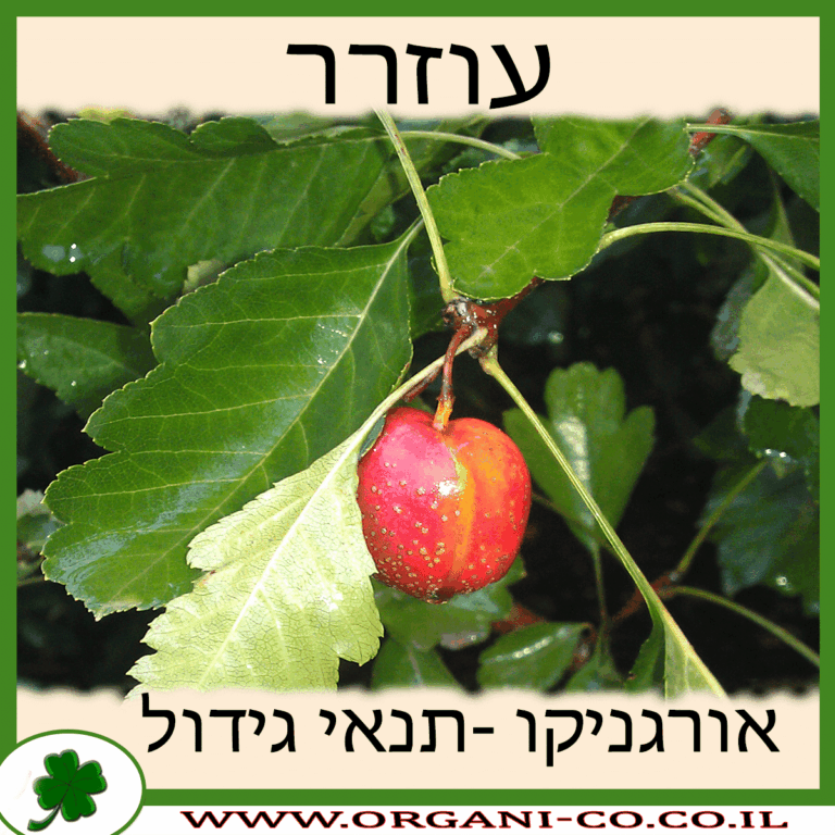 עוזרר עוזרר גידול צמח