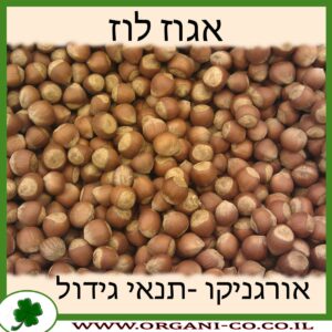 אגוז לוז