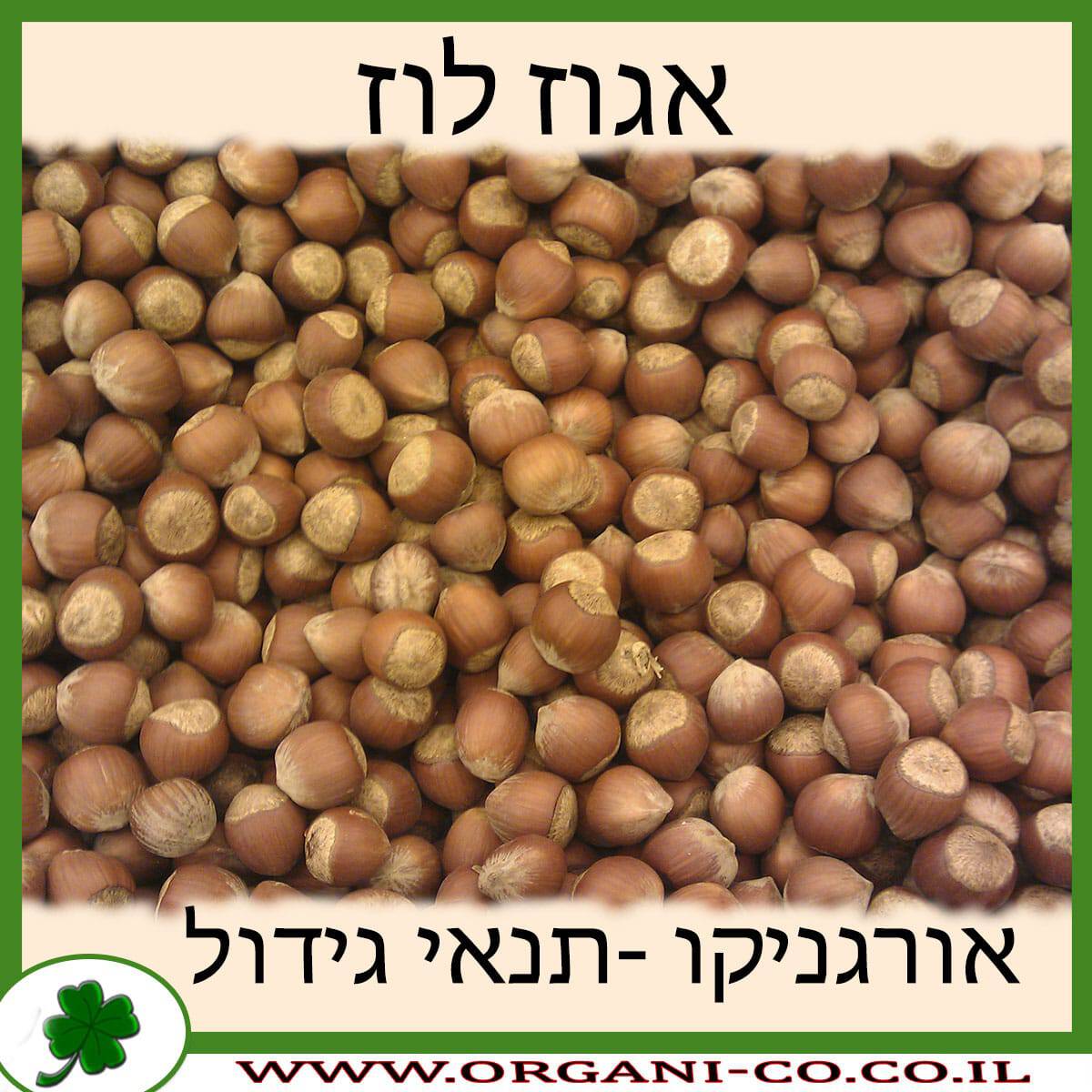 אגוז לוז