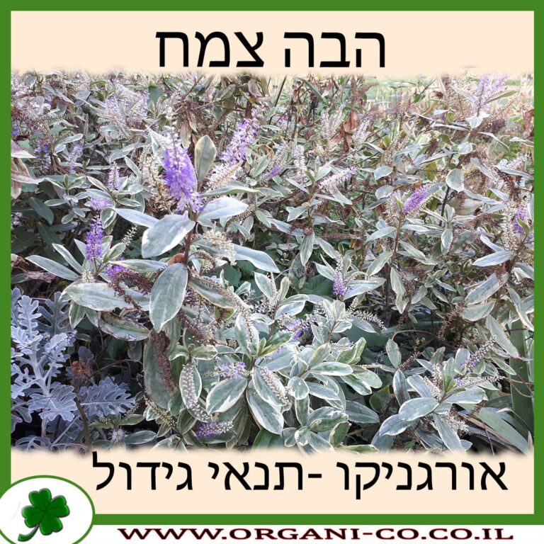 הבה צמח