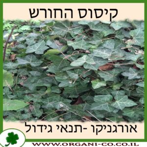 קיסוס החורש