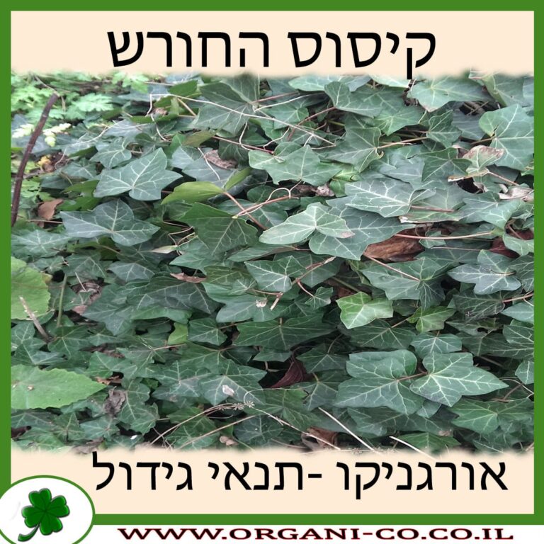 קיסוס החורש קיסוס החורש