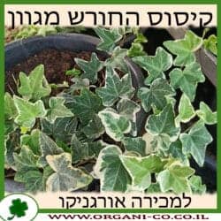 קיסוס החורש מגוון 10 ליטר