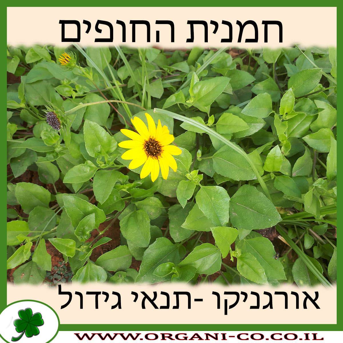 חמנית החופים