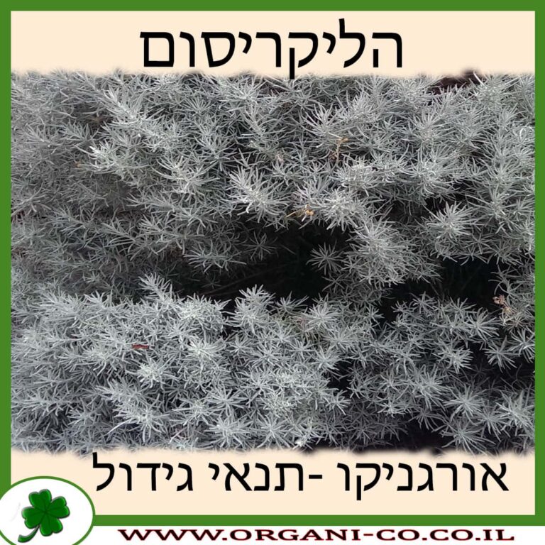 הליקריסום הליקריסום
