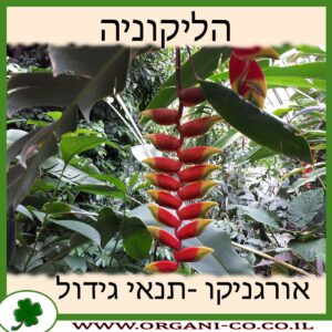 הליקוניה