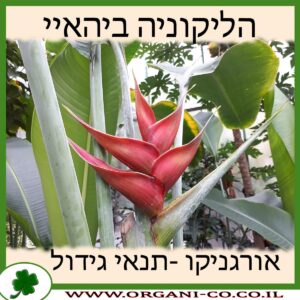 הליקוניה ביהאיי