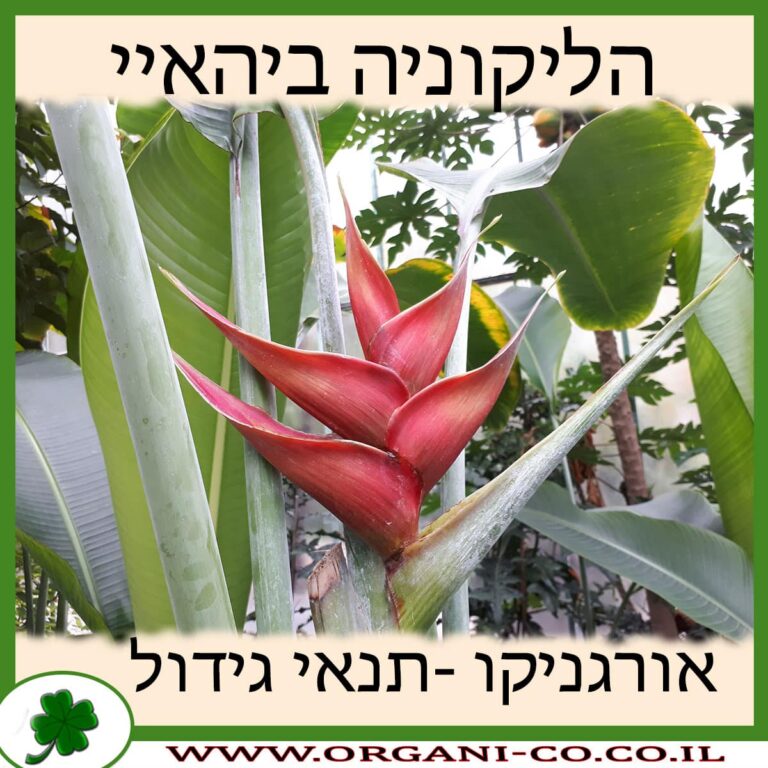 הליקוניה ביהאיי
