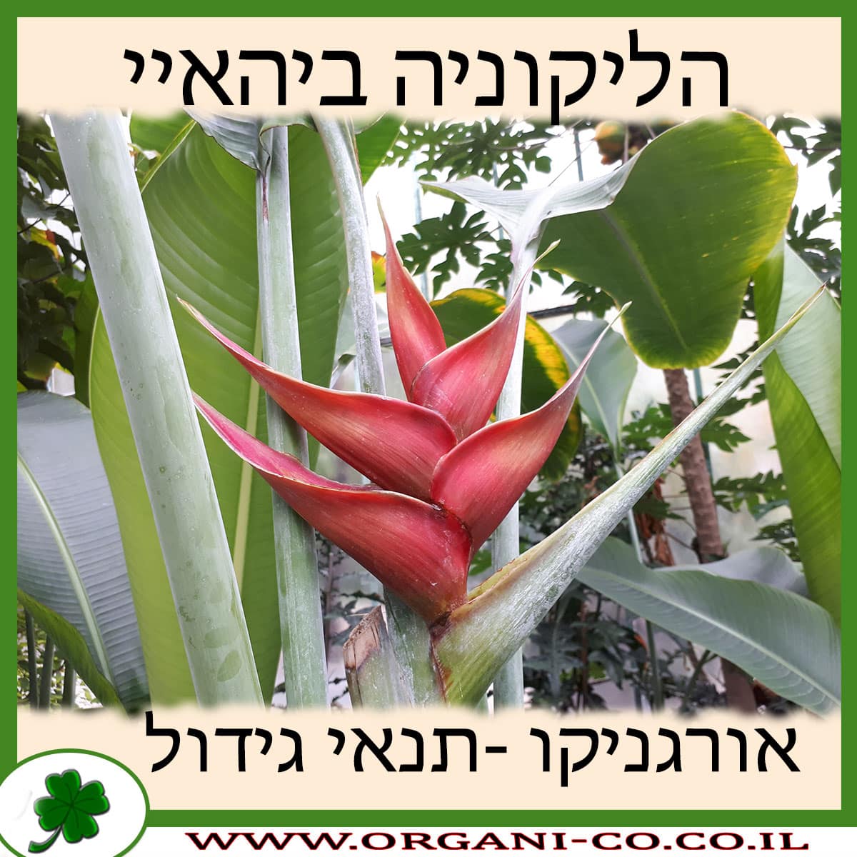 הליקוניה ביהאיי