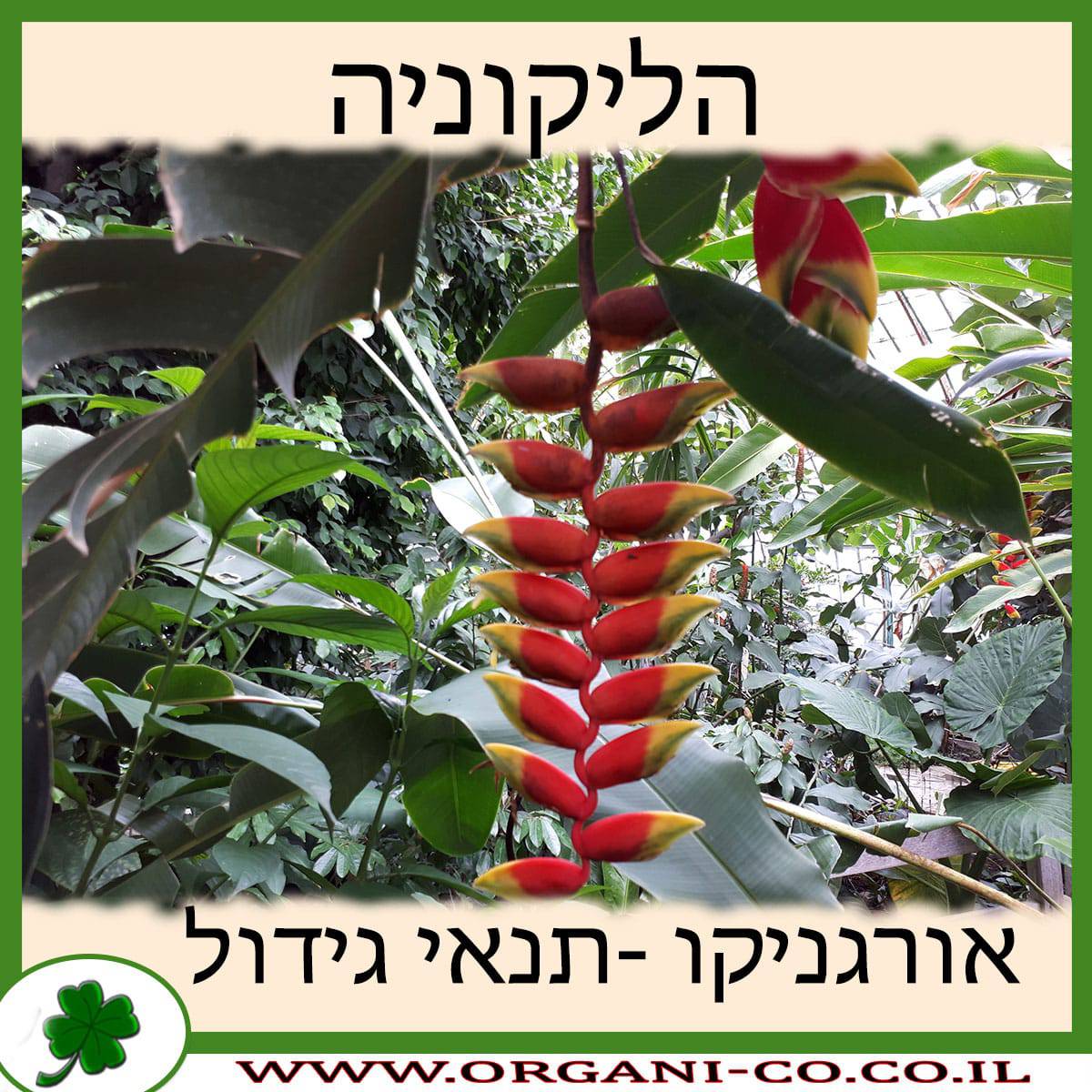 הליקוניה