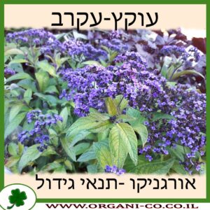 עוקץ-עקרב