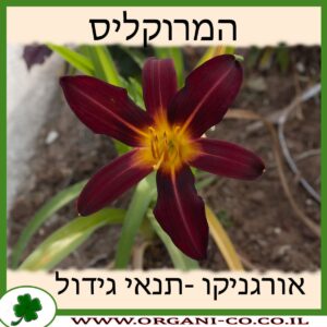 המרוקליס